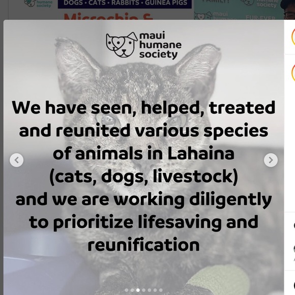 Lahaina 🐈🐴🐇🐾🐶🐎🦮🐾🐈‍⬛🐓🐰Rescued Lahaina Animals - Picture 6 of 14
